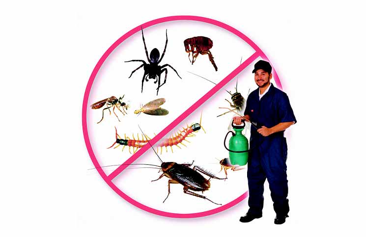 Dịch vụ diệt côn trùng gây hại